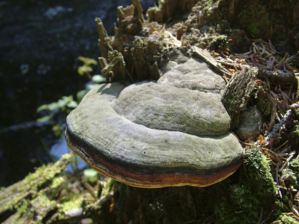 fomitopsis pinicola